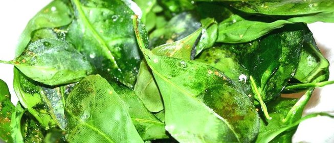 Чипсы из шпината