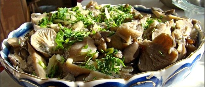 Вешенки в домашних условиях