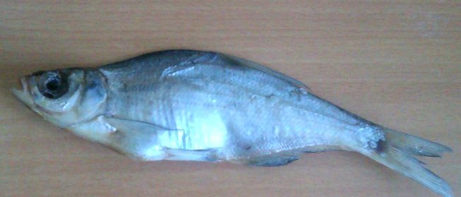 Сушёная вобла