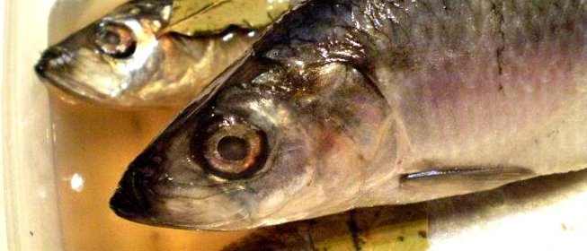 Соленая селедка