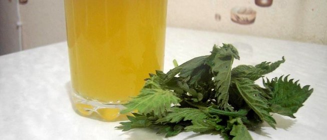 Квас из крапивы