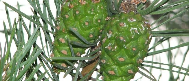 Повидло из шишек