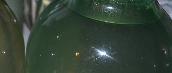 Березовый сок на зиму