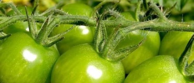 Повидло из зеленых помидоров