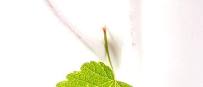 Летний черный чай со смородиновым листом