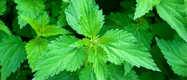 Как использовать крапиву в кулинарии