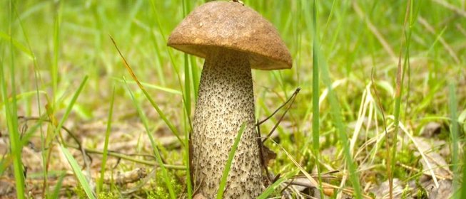 Подберезовики жареные