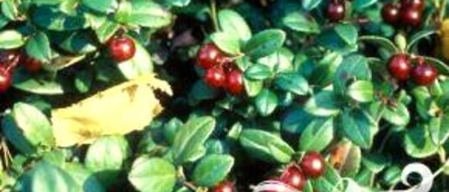 Брусничный квас