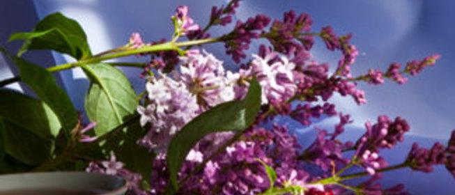 Варенье из лесной малины