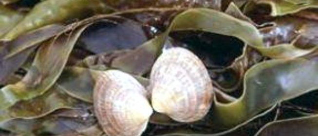 Квас из морской капусты