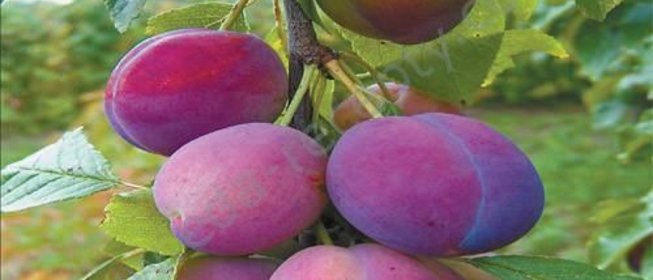 Домашнее вино из слив