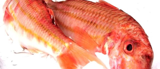 Кефаль соленая