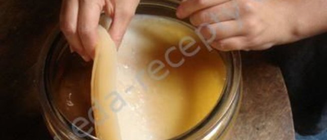 Чайный гриб