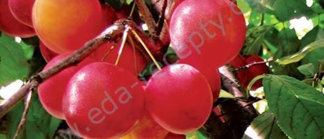 Компот из алычи на зиму