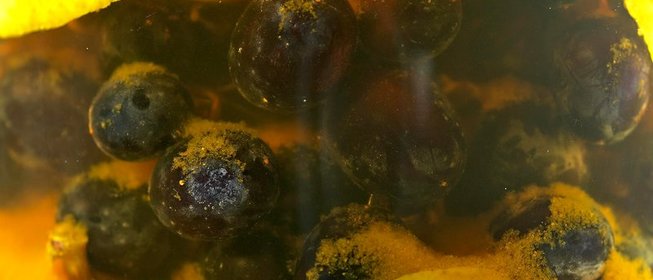 Моченый виноград по‑кубански