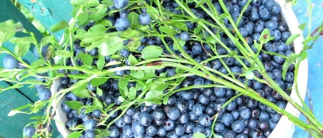 Чай из листьев черники