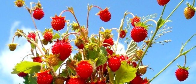 Земляничное варенье