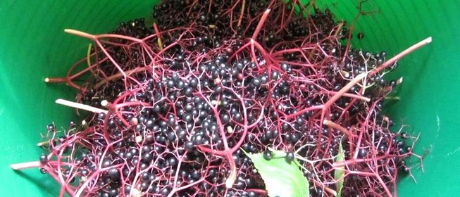 Компот из бузины