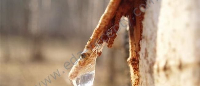 Березовое вино