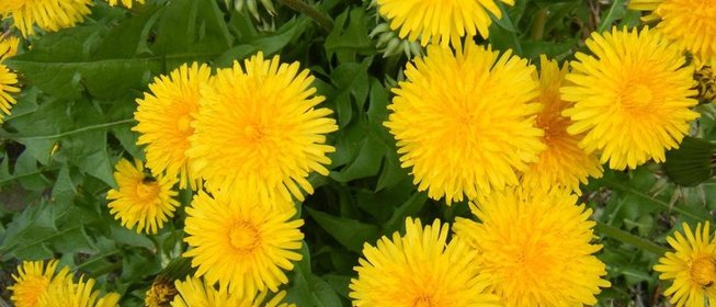 Повидло из одуванчиков