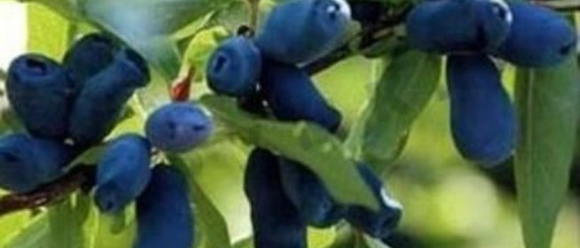 Компот из жимолости на зиму