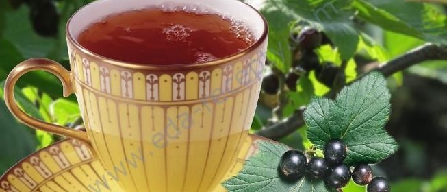 Чай из листьев смородины