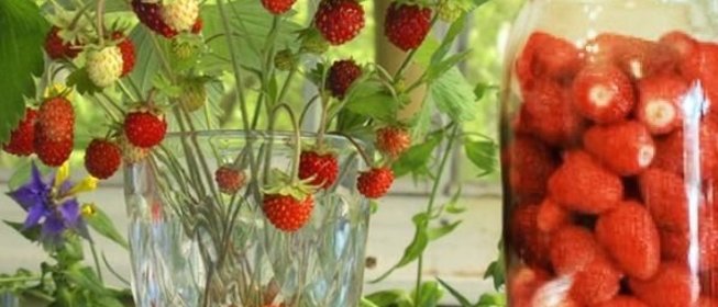 Компот из лесной земляники на зиму