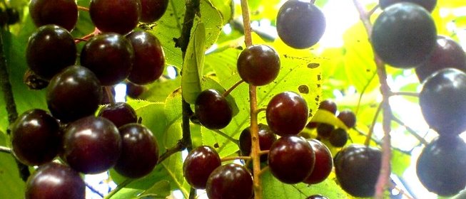 Варенье из перекрученной черемухи