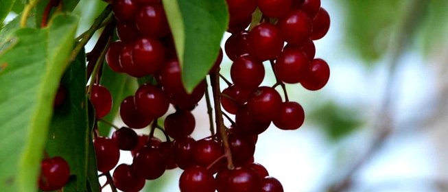 Варенье из красной черемухи