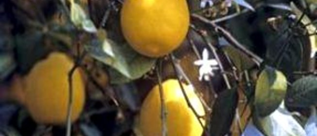 Лимонно-мятный квас