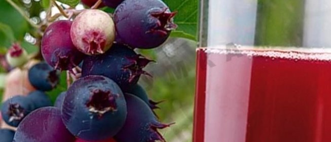 Компот из ирги