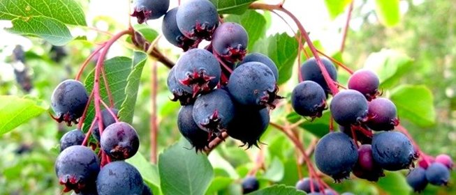 Повидло из ирги