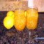 Варенье из лимона в микроволновке