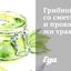 Грибной соус со сметаной и прованскими травами
