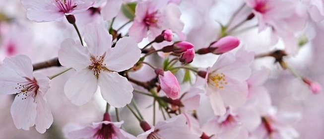 Варенье из сакуры