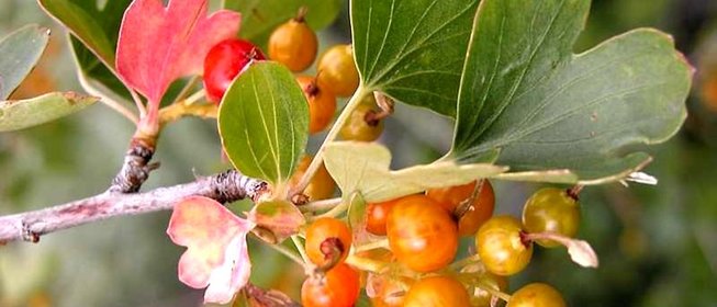 Варенье из смородины золотистой