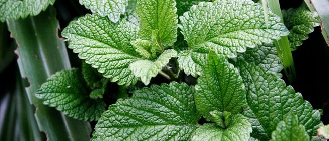 Варенье из мяты