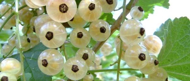 Варенье из смородины белой (киевское)