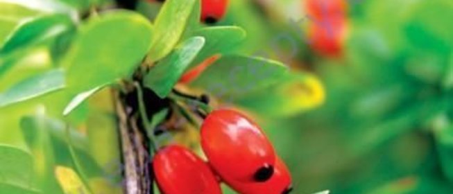 Варенье из барбариса