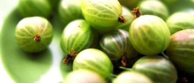 Повидло из крыжовника