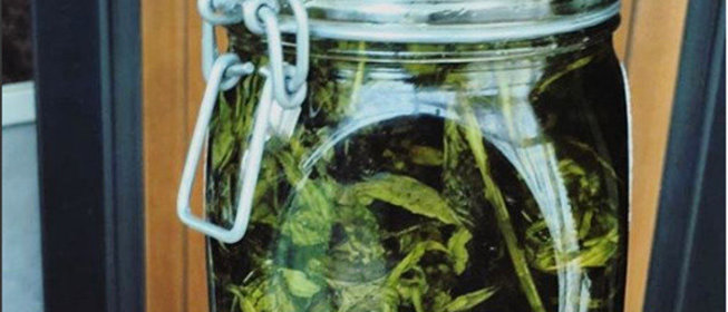 Мятное варенье от Лолиты Милявской