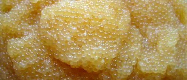 Икра из щуки