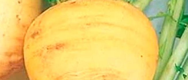 Репа печеная